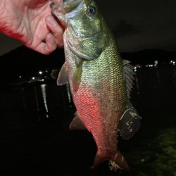 デスアダーの季節