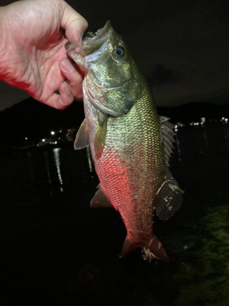 デスアダーの季節