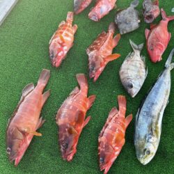 ロックフィッシュ