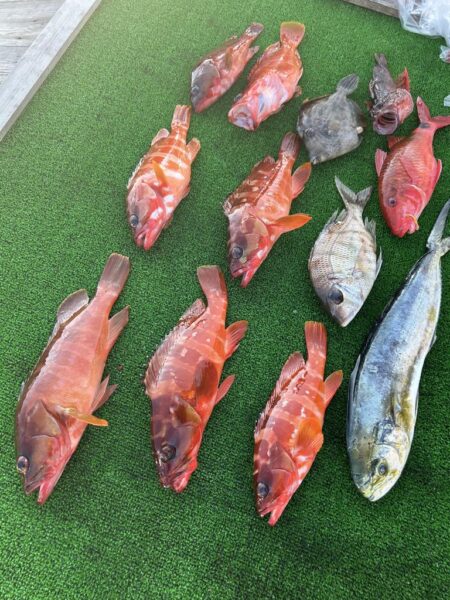 ロックフィッシュ