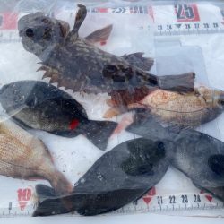 シロギスタ:カワハギよ何処へ