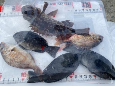 シロギスタ:カワハギよ何処へ