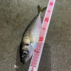 アジ、キントキダイ