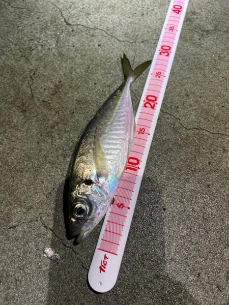 アジ、キントキダイ