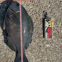 グレとカワハギ