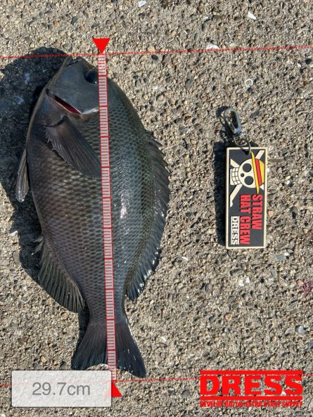 グレとカワハギ