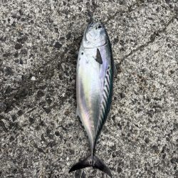 秋の小浦一文字