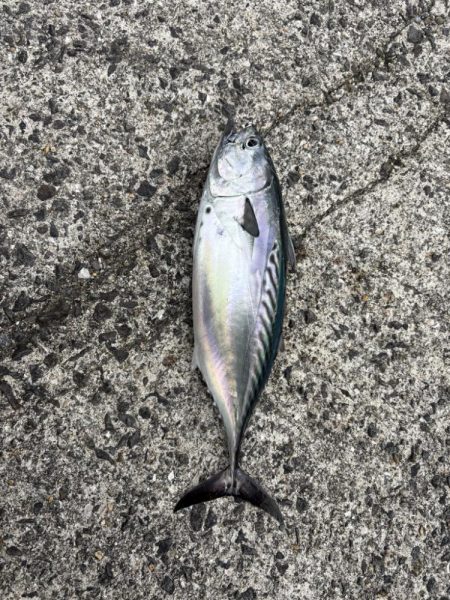 秋の小浦一文字