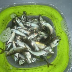 久しぶりの遠投　サビキ