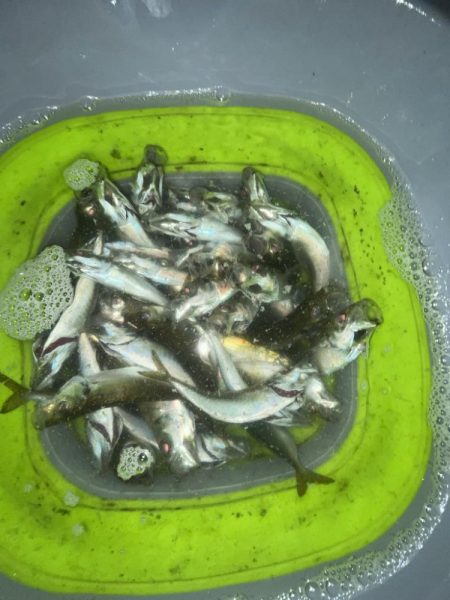 久しぶりの遠投　サビキ