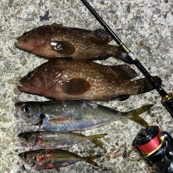 なんとか出ました