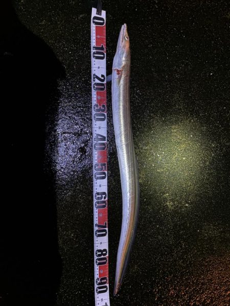 思わぬ釣果でした