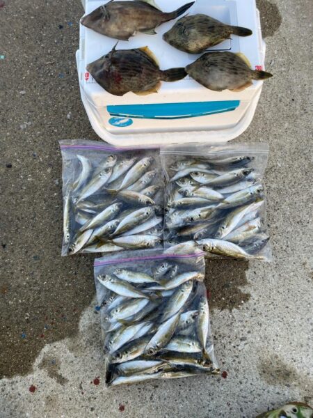 カワハギ&アジ一束釣り