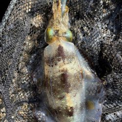 11月の秋エギング