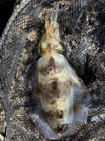 11月の秋エギング