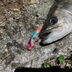 シーバスフィッシング