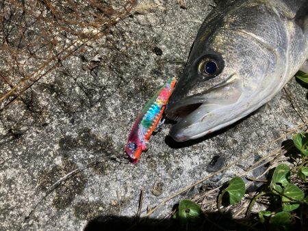 シーバスフィッシング