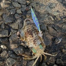 今年一番小さい。