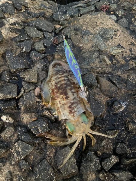 今年一番小さい。