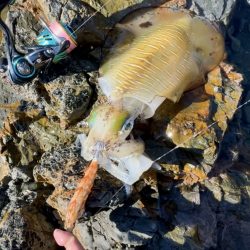 ランガンエギング