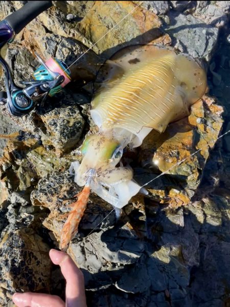 ランガンエギング