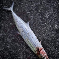 サゴシシーズン7