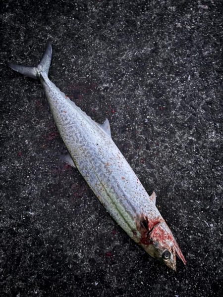 サゴシシーズン7