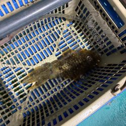 印南ティップラン