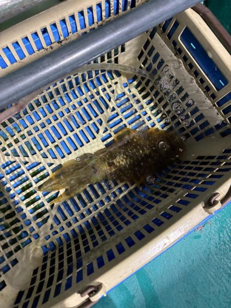 印南ティップラン