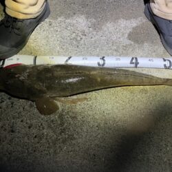 ダイソーＶＪでマゴチ