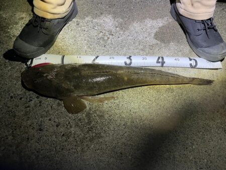 ダイソーＶＪでマゴチ