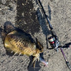 淡路島エギング