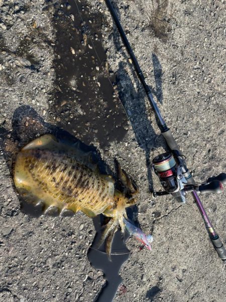 淡路島エギング