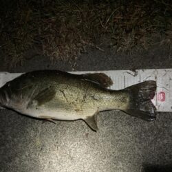 ロクマル出ました