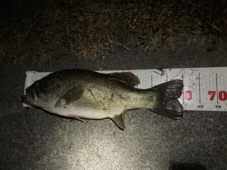 ロクマル出ました