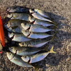 カゴ釣りと飛ばしサビキで