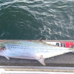 三連休最終サゴシ狩り