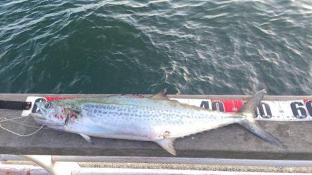 三連休最終サゴシ狩り