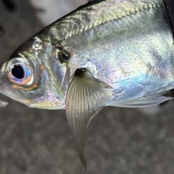 そろそろ中アジ⁈