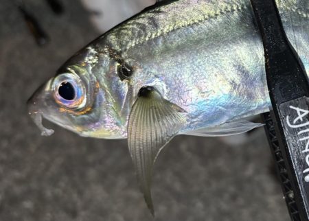 そろそろ中アジ⁈