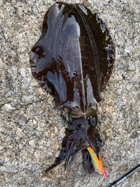 寝坊エギング！