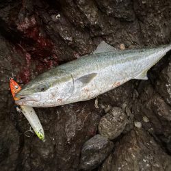 カマスパターン