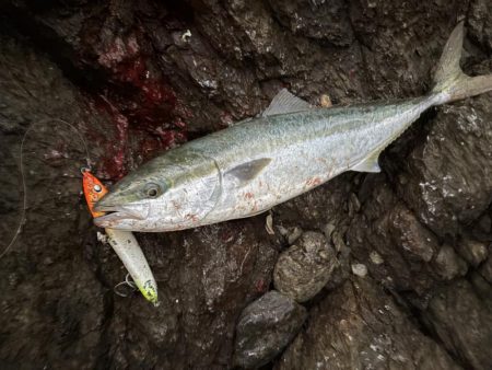 カマスパターン