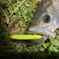 シーバスフィッシング