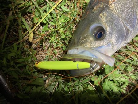 シーバスフィッシング