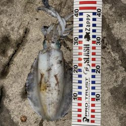 爆釣の朝マズメ