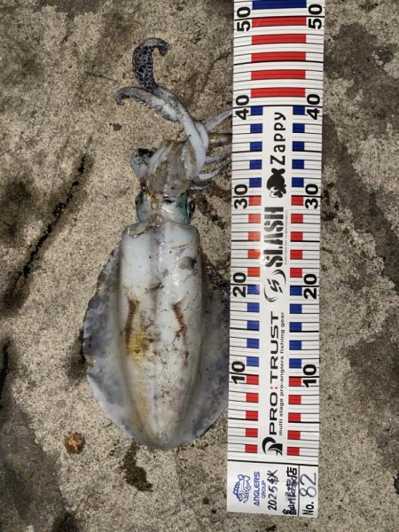 爆釣の朝マズメ