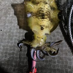 ティップラン楽しい