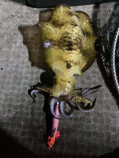 ティップラン楽しい