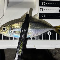 久しぶりのアジング